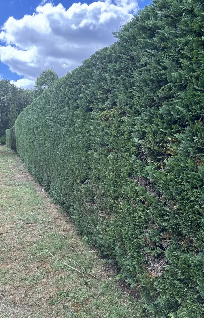 Jardin entretenu régulièrement par Natura Vert